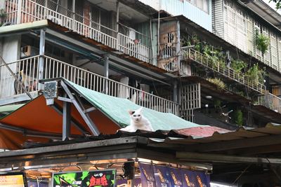 屋台の屋根の上でくつろぐ白い猫